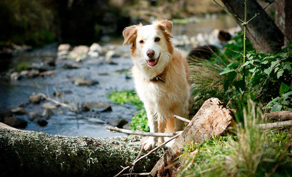 Riverwood Downs Of Barrington Tops Monkerai 외부 사진